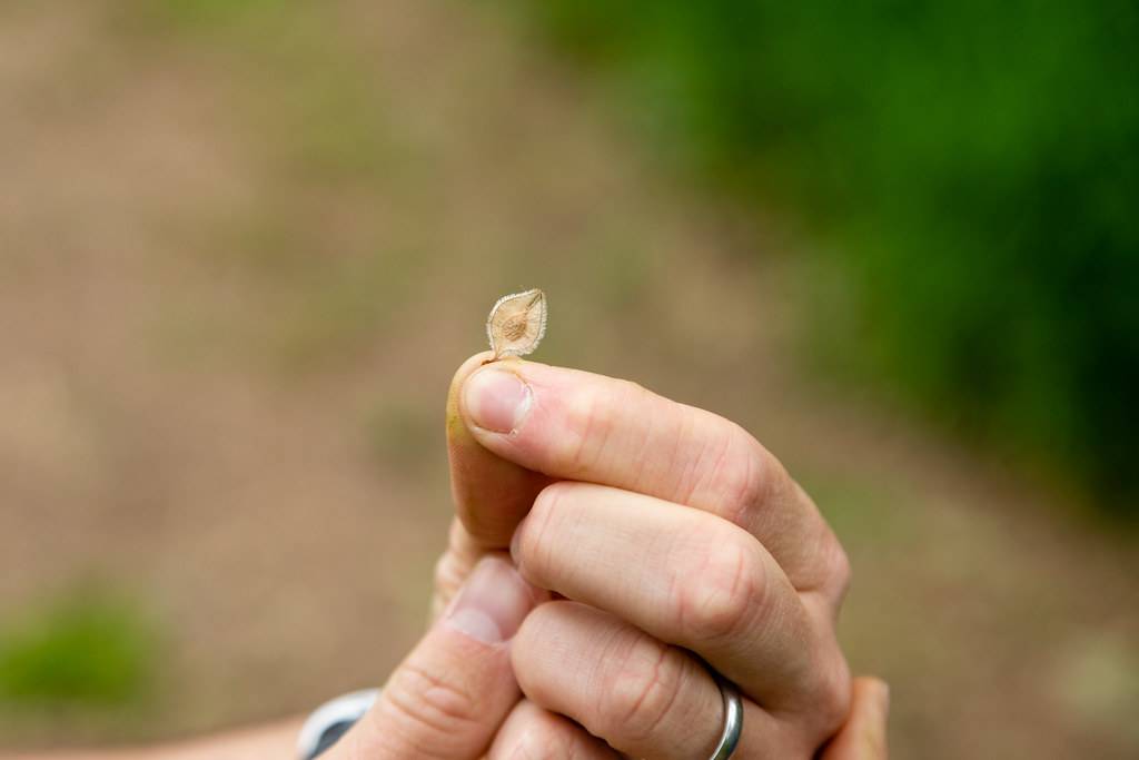 American elm tree in Frederick County, Md. by chesbayprogram is licensed under CC BY-NC 2.0